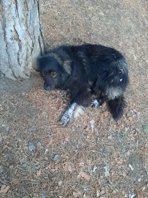 Пропавшая собака Понка в мкр Солнечный - Птицы в Иркутск
