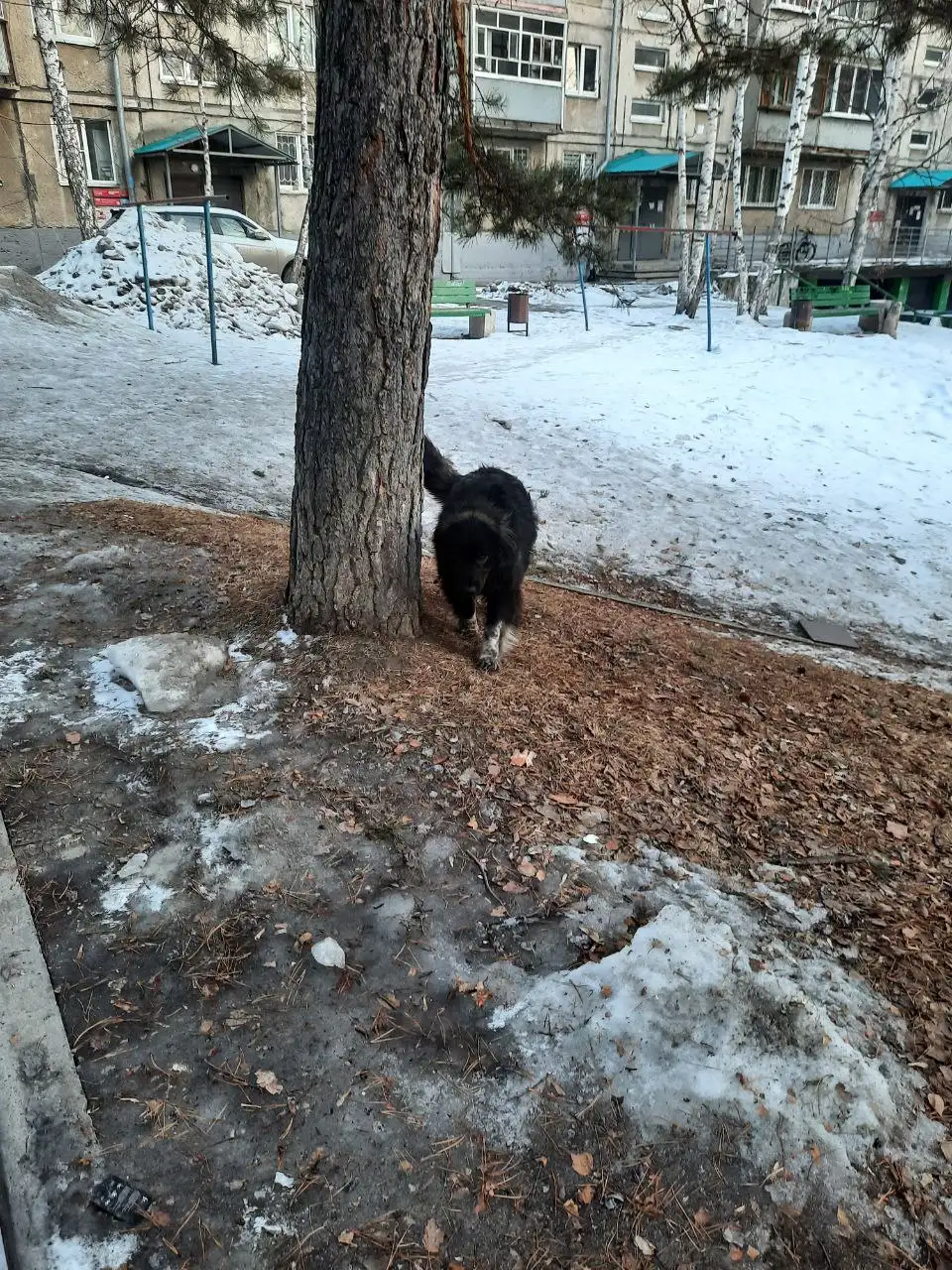 Пропавшая собака Понка в мкр Солнечный - Животные в Иркутск