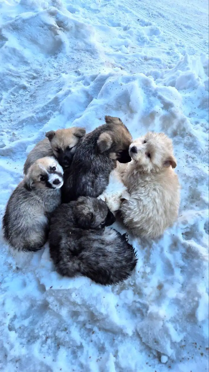 Срочно нужна передержка для 7 выброшенных щенков - Передержка (Животные) в Иркутск