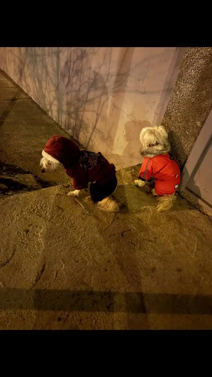 Потерянное животное на Бульваре Рябикова - Потерянные животные (Животные) в Иркутск