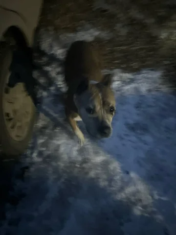 Найдена собака в Иркутске - Птицы в Иркутск