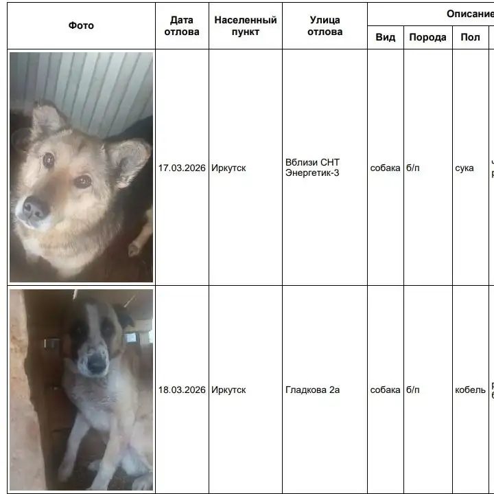 Найдены собаки в Иркутске, хозяева забирайте - Потерянные/найденные (Животные) в Иркутск