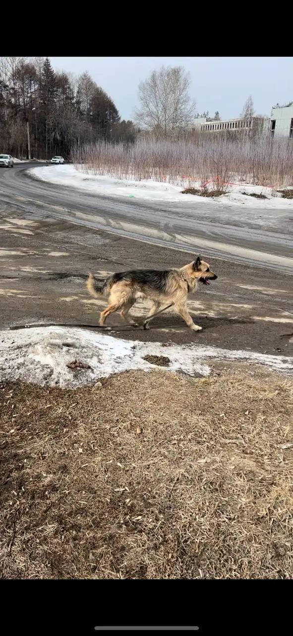 Потерянная собака в Иркутске, Академгородок - Потерянные животные (Животные) в Иркутск
