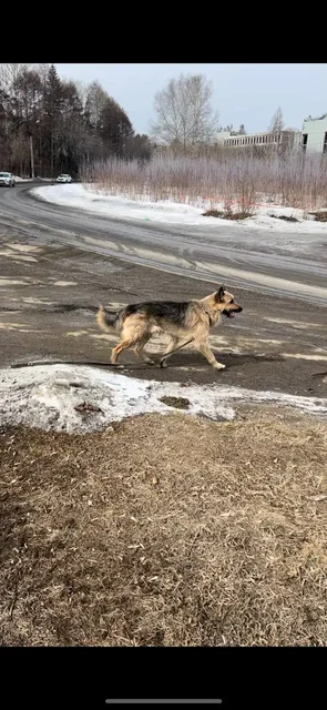 Потерянная собака в Иркутске, Академгородок - Птицы в Иркутск