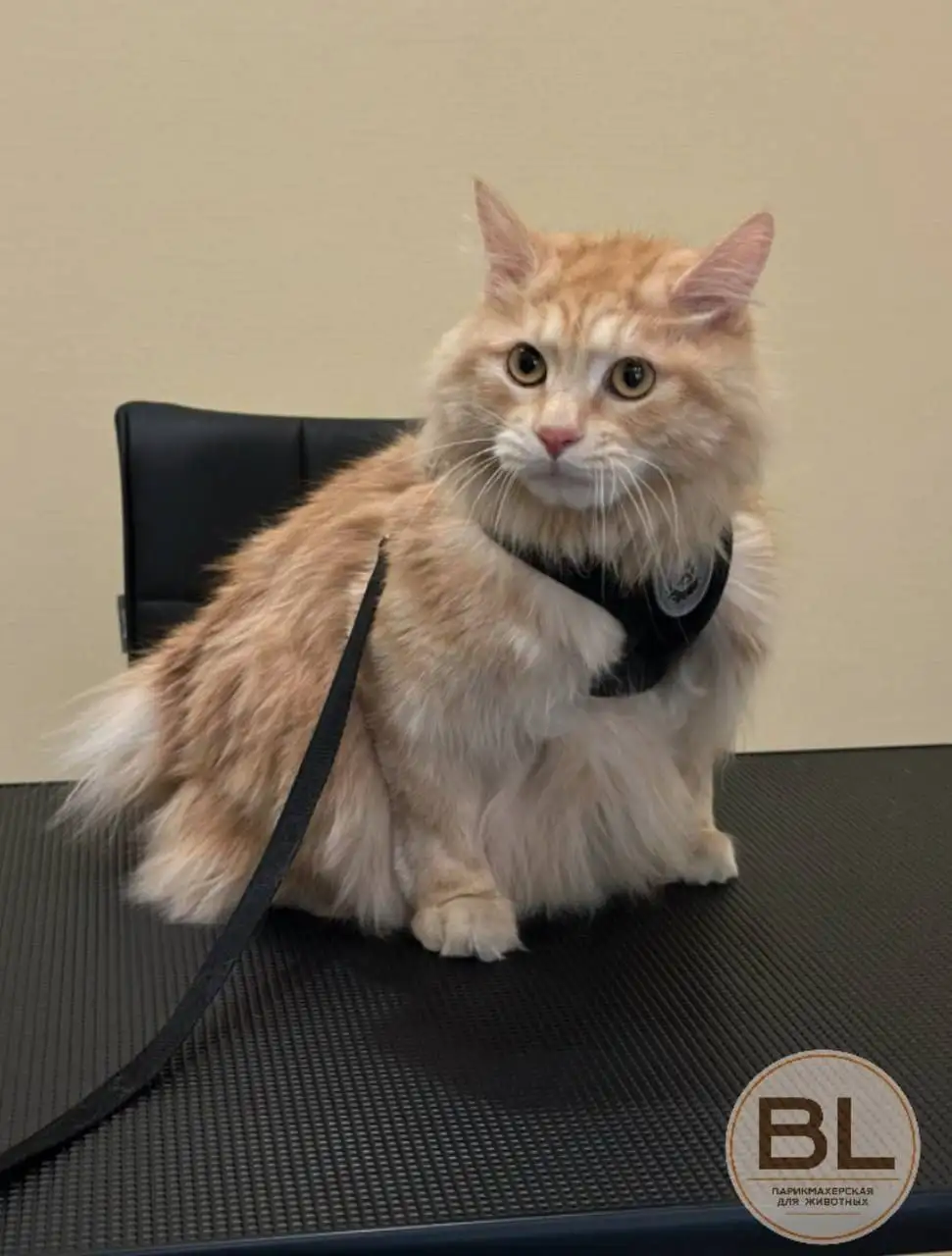 Потерялся кот Персик в Иркутске - Животные в Иркутск