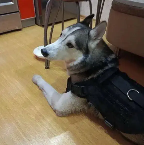 Найдена собака в амуниции в Ангарске - Потерянные/найденные (Животные) в Ангарск