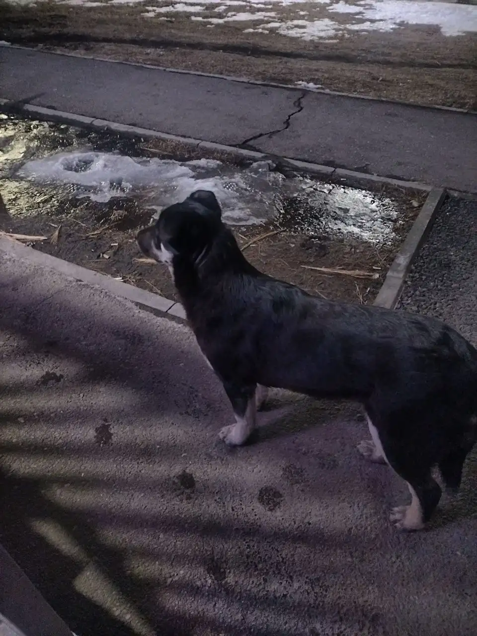 Найден потерявшийся щенок в Иркутске - Потерянные/найденные животные (Животные) в Иркутск