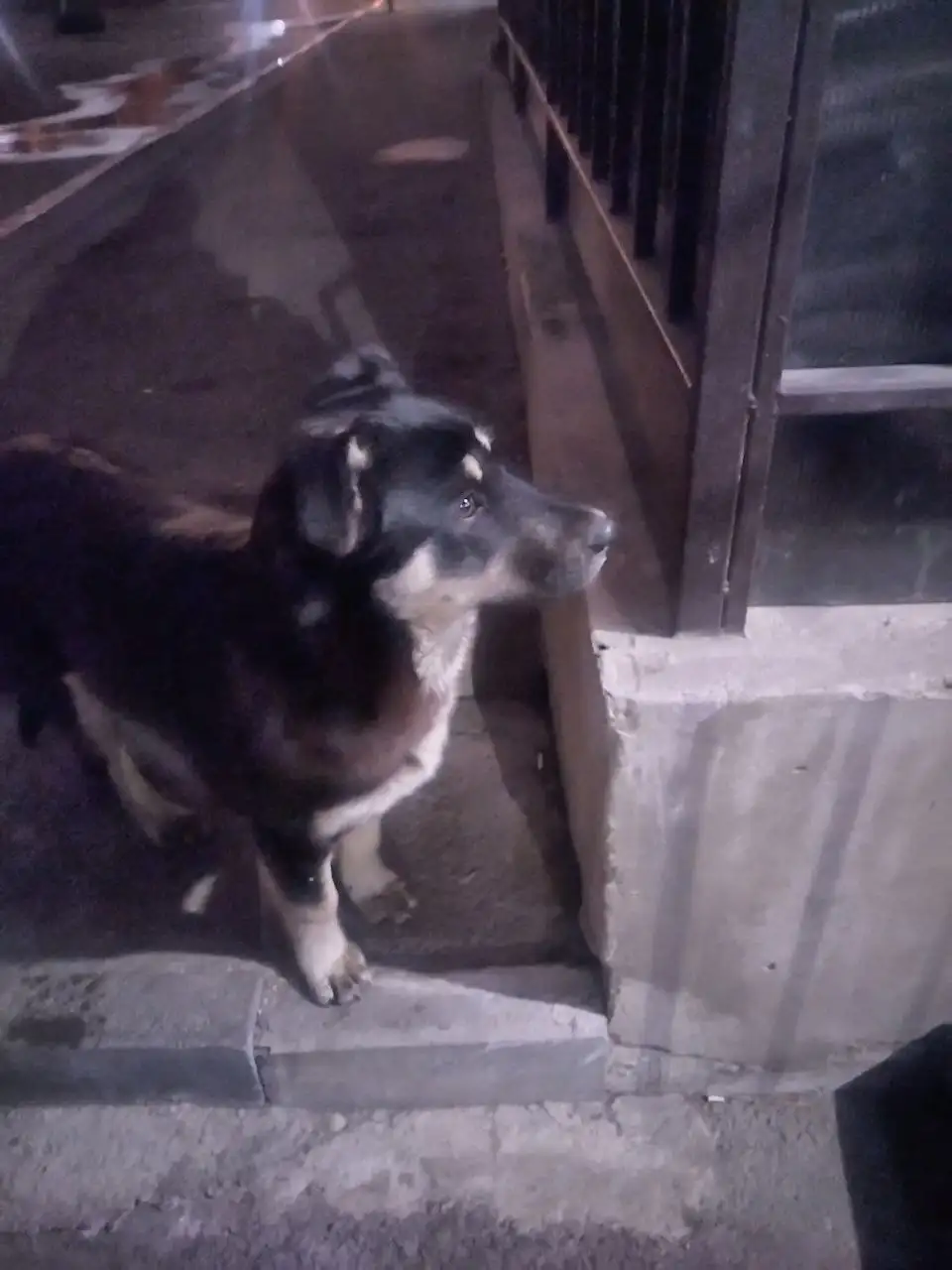 Найден потерявшийся щенок в Иркутске - Потерянные/найденные животные (Животные) в Иркутск