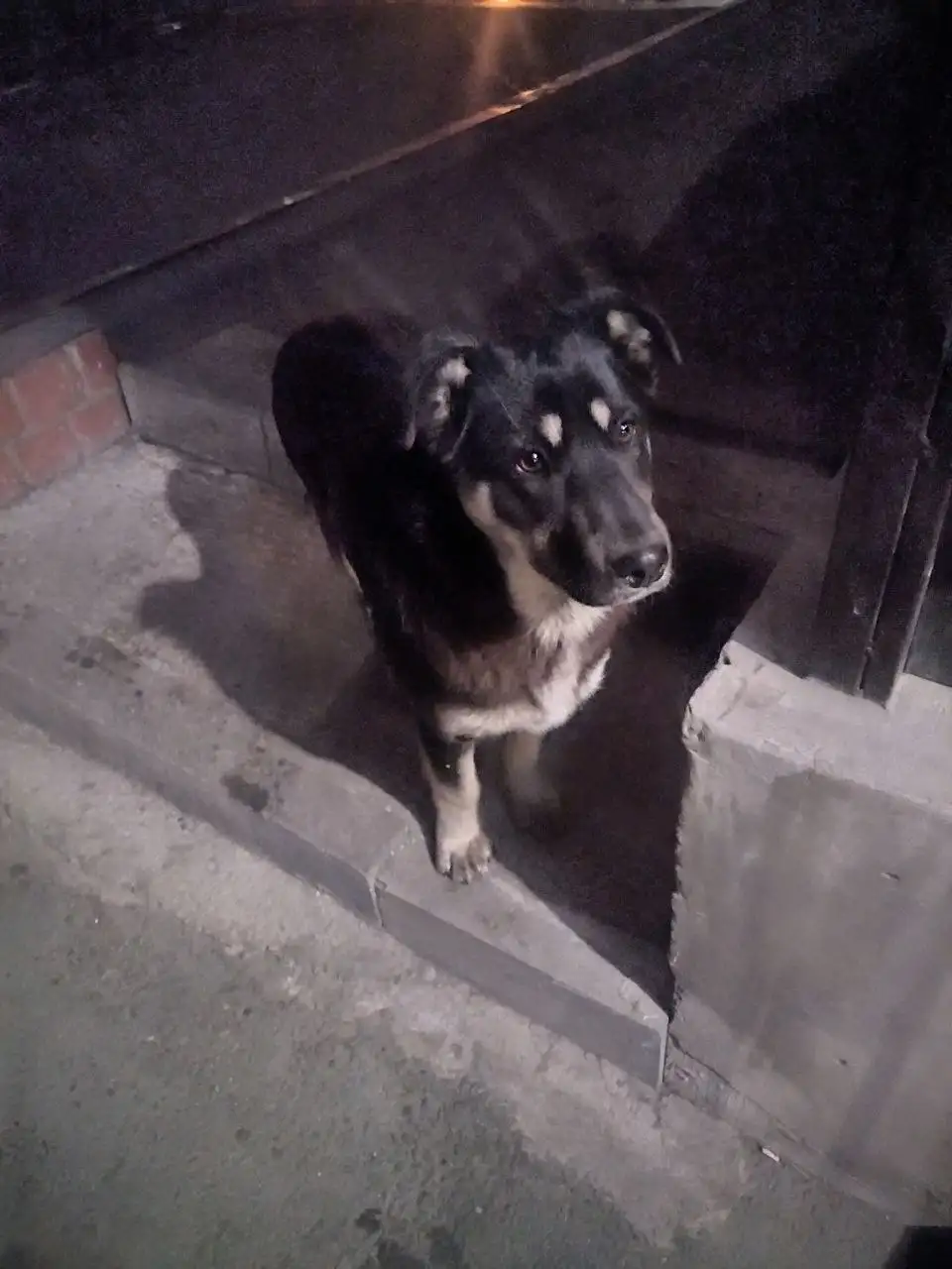 Найден потерявшийся щенок в Иркутске - Потерянные/найденные животные (Животные) в Иркутск