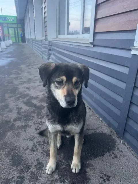 Найденный хомяк в магазине Хлеб соль на Кирова - Птицы в Иркутск