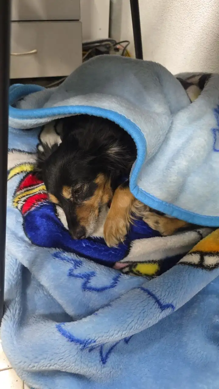 Потеряшка Иркутск Животные - Собаки (Животные) в Иркутск