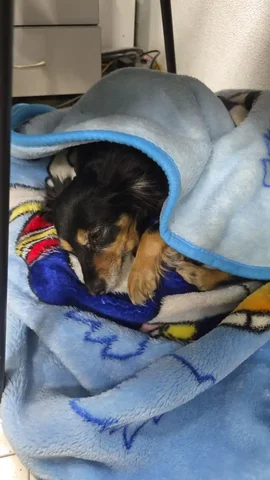 Потеряшка Иркутск Животные - частное объявление в Иркутск