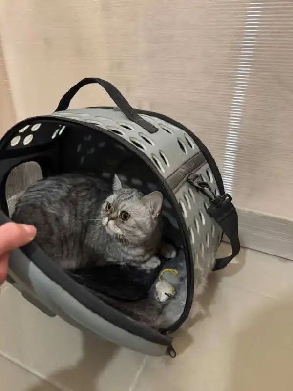 Найдена кошка в Ленинском районе Иркутска - Кошки (Животные) в Иркутск