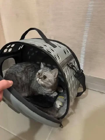 Найдена кошка в Ленинском районе Иркутска - частное объявление в Иркутск