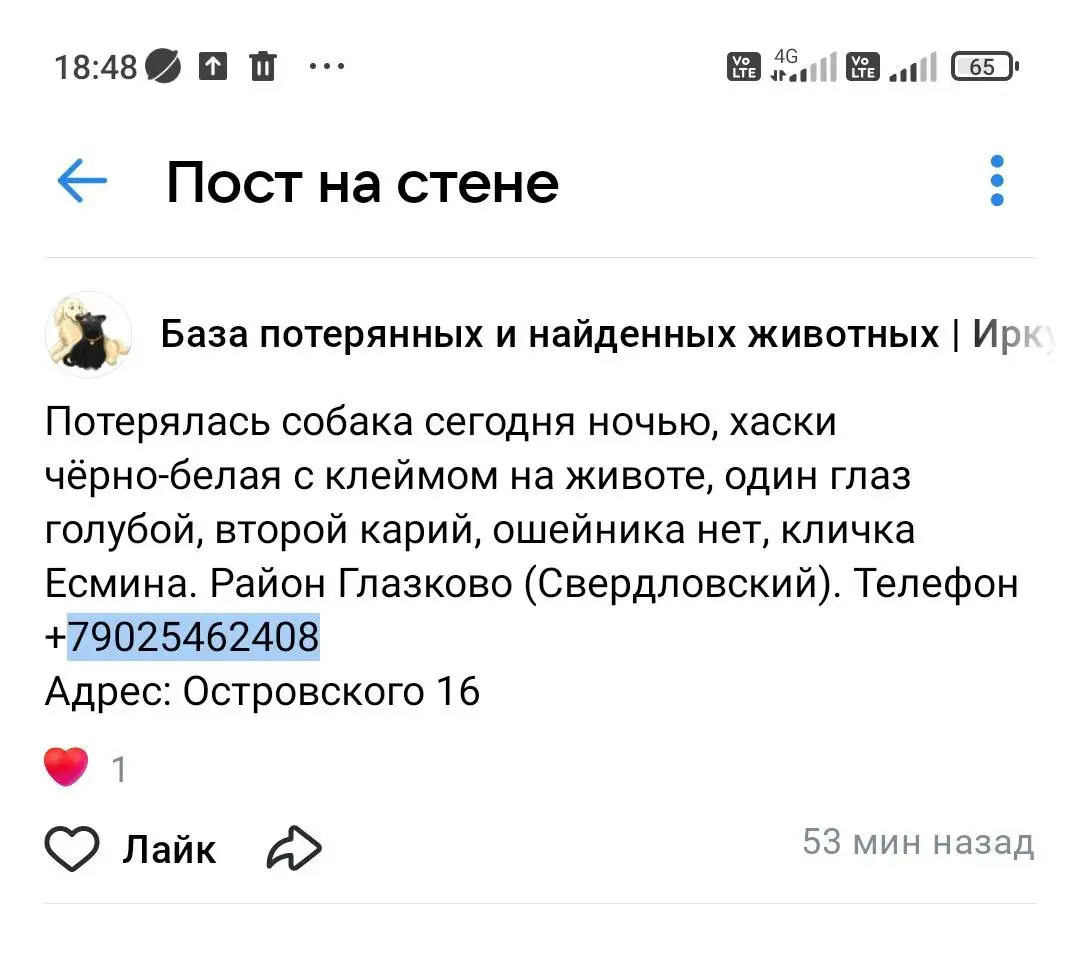 Потеряшка в Иркутске - Животные в Иркутск