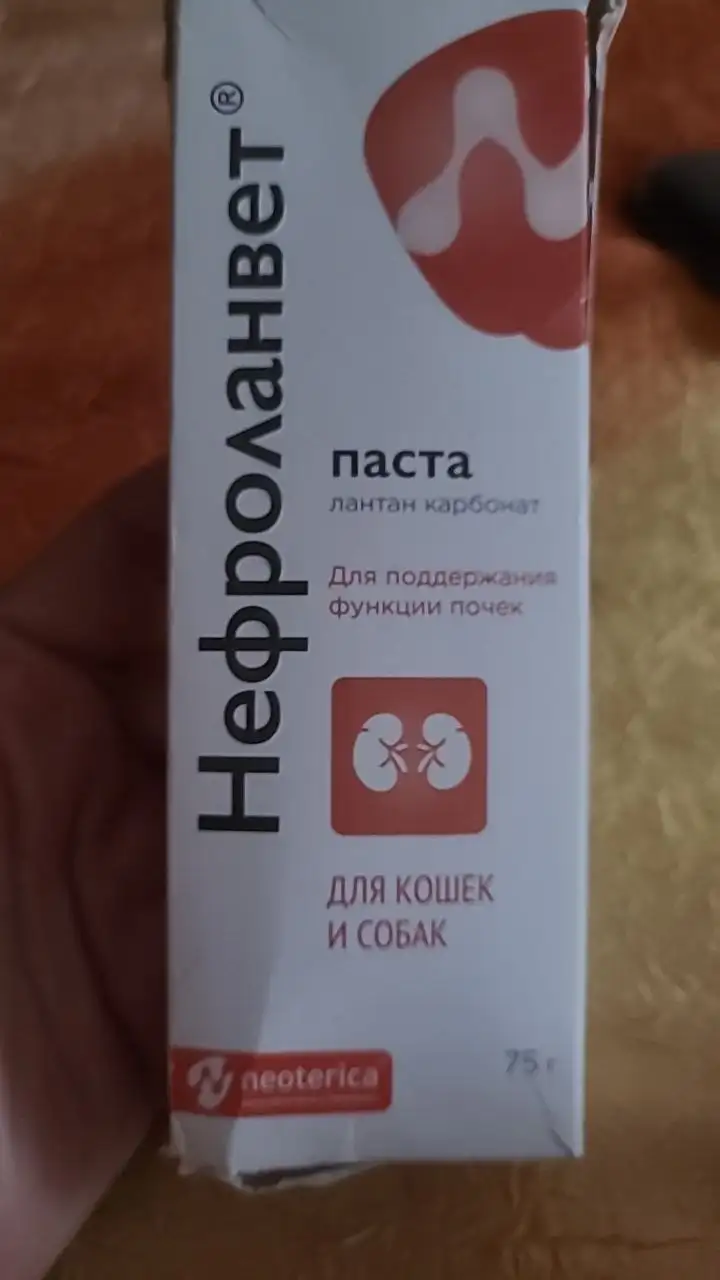 Отдам за шоколадку, новая - Животные в Иркутск