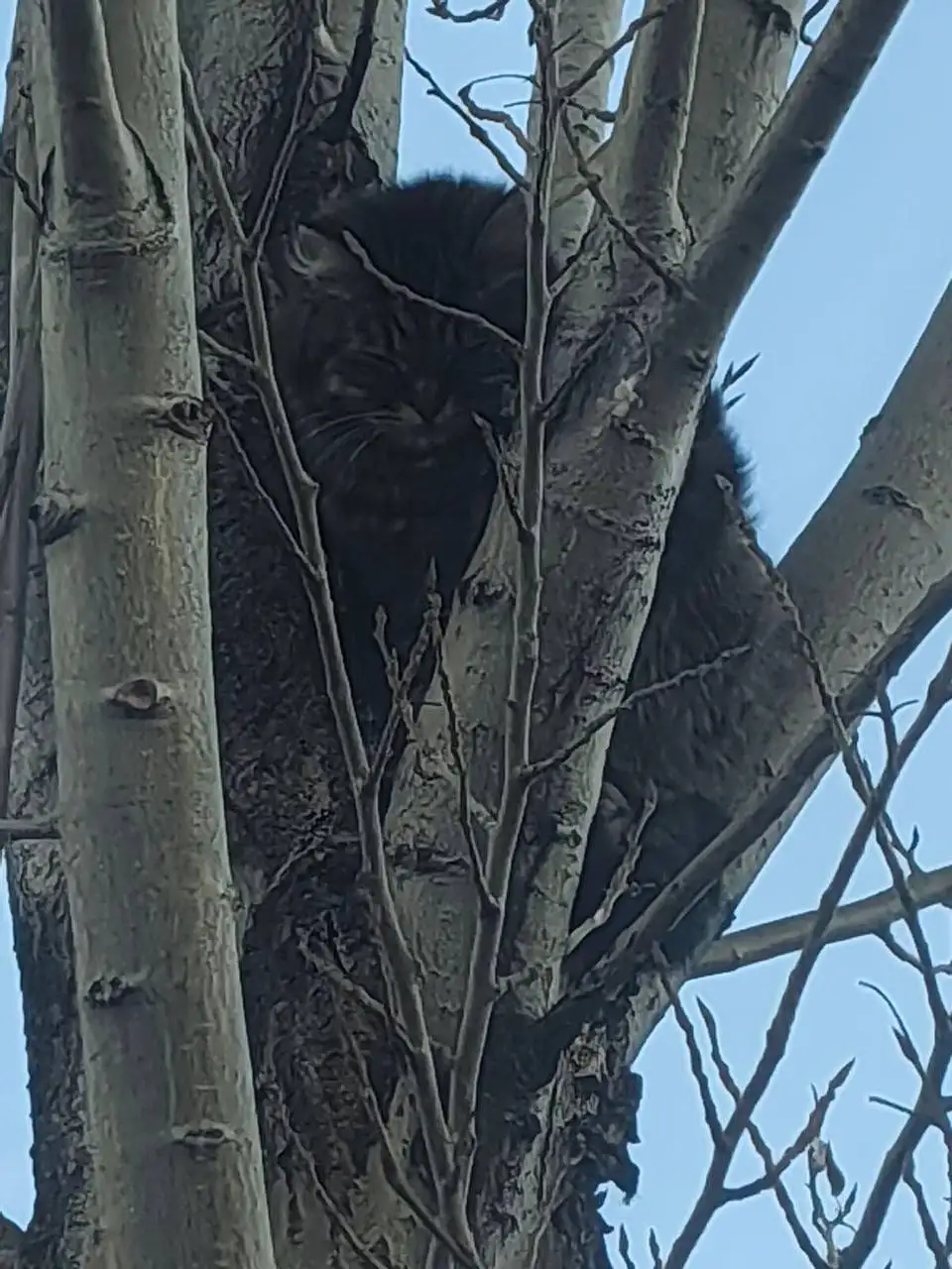 Потерянный кот в Иркутске - Потерянные/найденные (Животные) в Иркутск