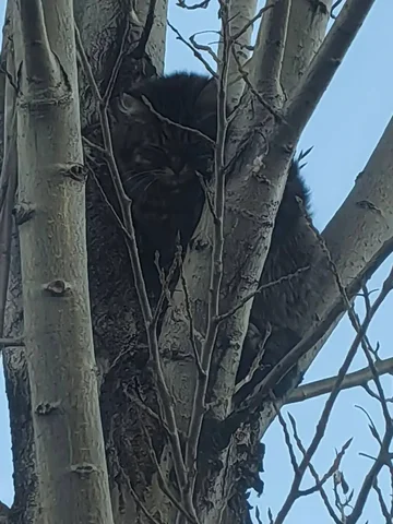 Потерянный кот в Иркутске - частное объявление в Иркутск