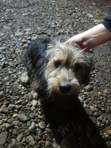 Найден йоркширский терьер в С. Максимовщине - частное объявление в Иркутск