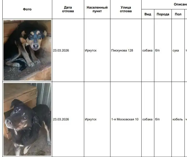 Поиск хозяев для отловленных собак в Иркутске - Собаки (Животные) в Иркутск