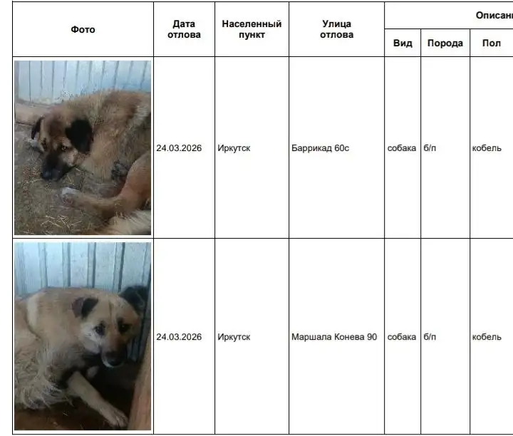 Потерянные собаки в приюте Усолье - Собаки (Животные) в Иркутск