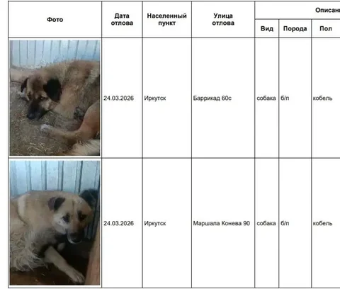Потерянные собаки в приюте Усолье - Передержка/Потеряшки в Иркутск