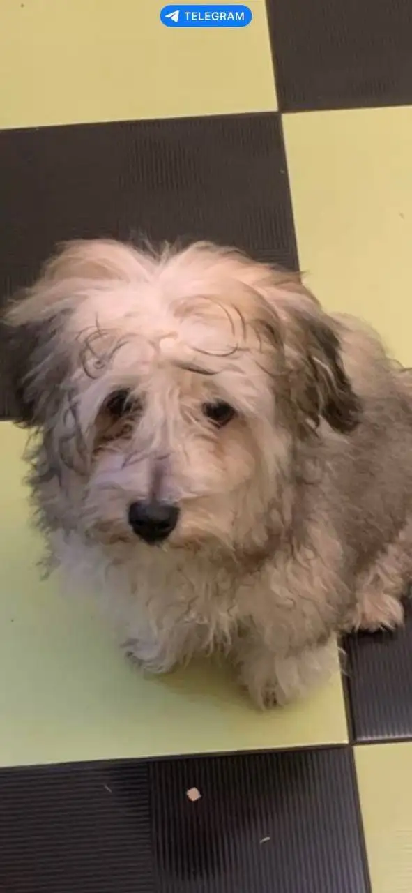 Найдена собака в районе ул. Румянцева - Собаки (Животные) в Иркутск