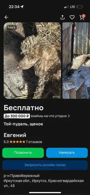 Продажа щенка той-пуделя в Иркутске - Передержка/Потеряшки в Иркутск