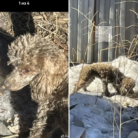 Найден пудель в Иркутске на Красногвардейской улице - Передержка/Потеряшки в Иркутск