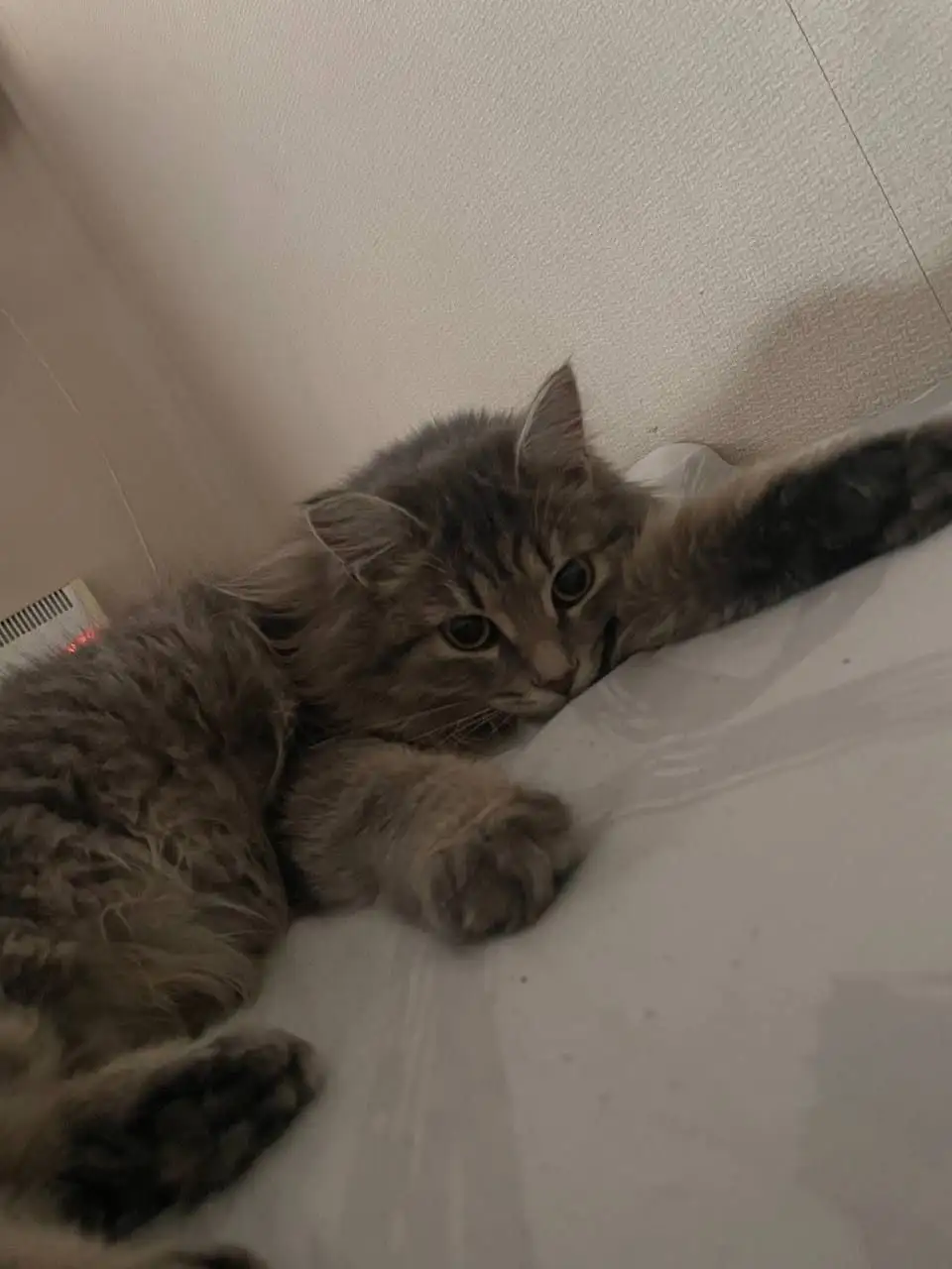 Пропала кошка в СНТ Кедр на Мельничном тракту - Потерянные животные (Животные) в Иркутск