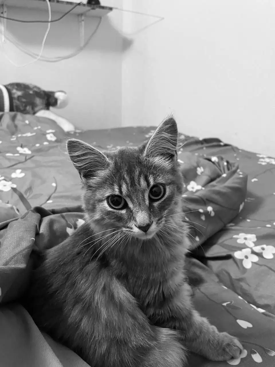 Пропала кошка в СНТ Кедр на Мельничном тракту - Потерянные животные (Животные) в Иркутск