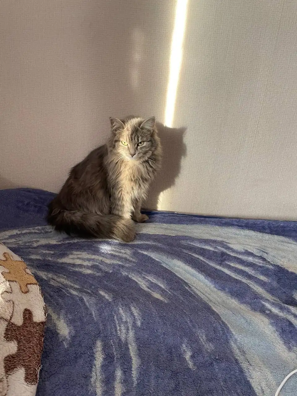 Пропала кошка в СНТ Кедр на Мельничном тракту - Потерянные животные (Животные) в Иркутск