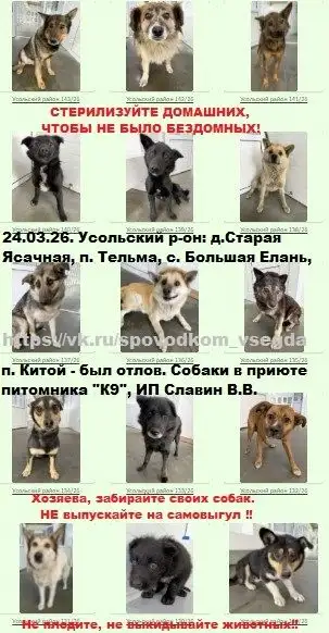 Отлов собак в Усольском районе Иркутской области - Собаки (Животные) в Иркутск