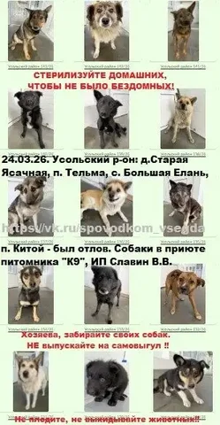 Отлов собак в Усольском районе Иркутской области - Передержка/Потеряшки в Иркутск