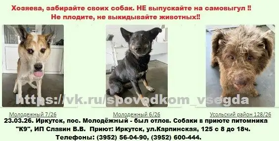 Отловленные собаки в приюте К9 в Иркутске - Собаки (Животные) в Иркутск