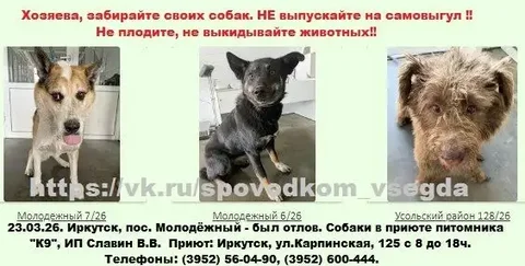 Отловленные собаки в приюте К9 в Иркутске - Передержка/Потеряшки в Иркутск