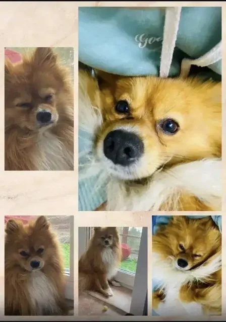 Потерялся рыжий шпиц в Иркутске - Передержка/Потеряшки в Иркутск