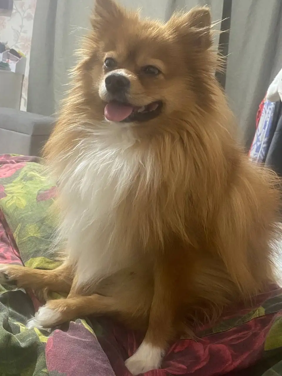 Потерялся рыжий шпиц в Иркутске - Потерянные животные (Животные) в Иркутск