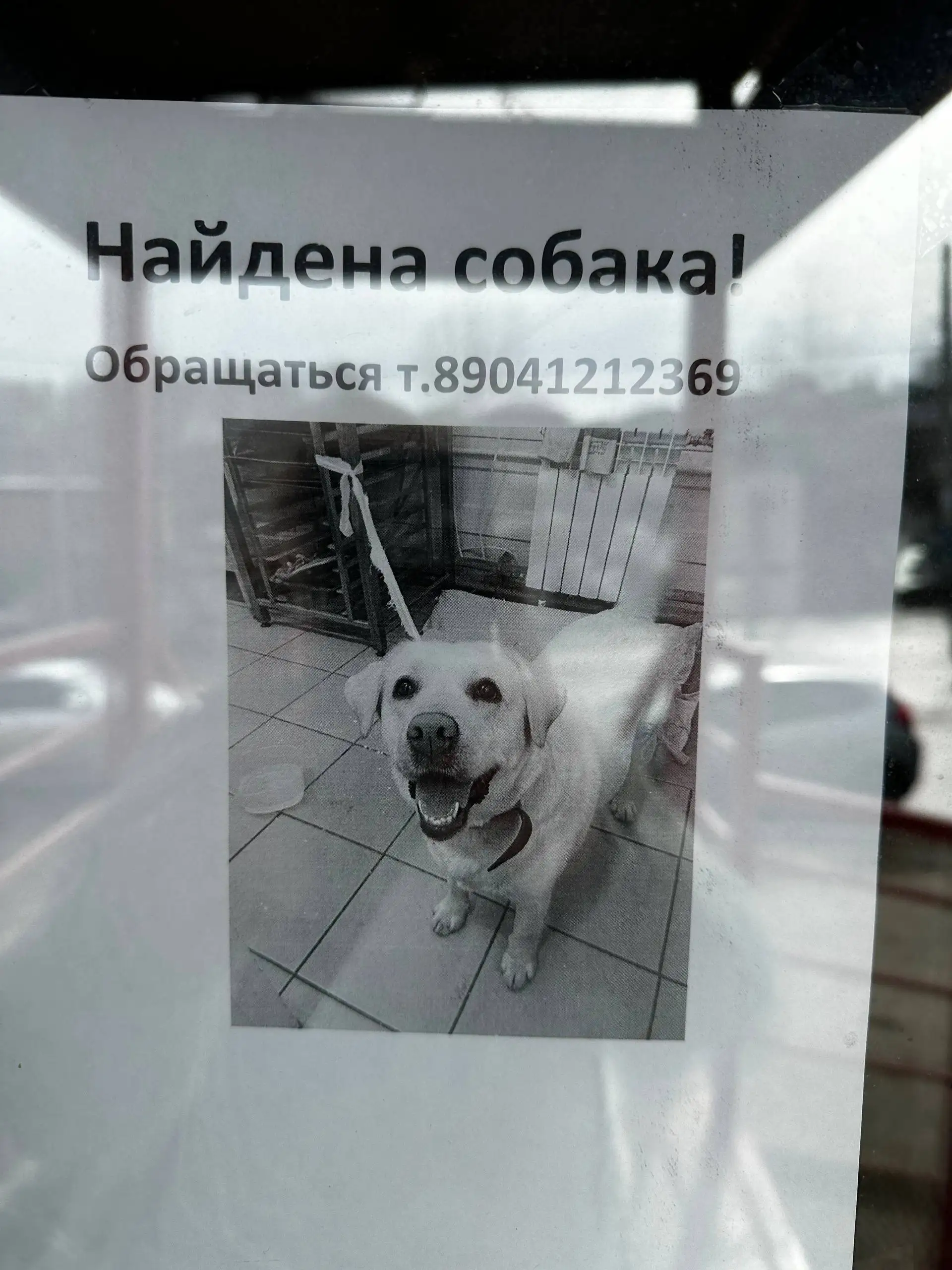 Найдена потерявшаяся собака в Иркутске - Животные в Иркутск