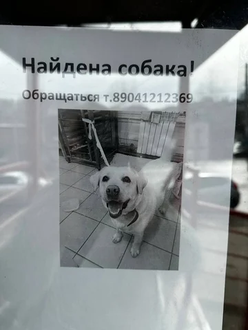 Найдена потерявшаяся собака в Иркутске - Передержка/Потеряшки в Иркутск
