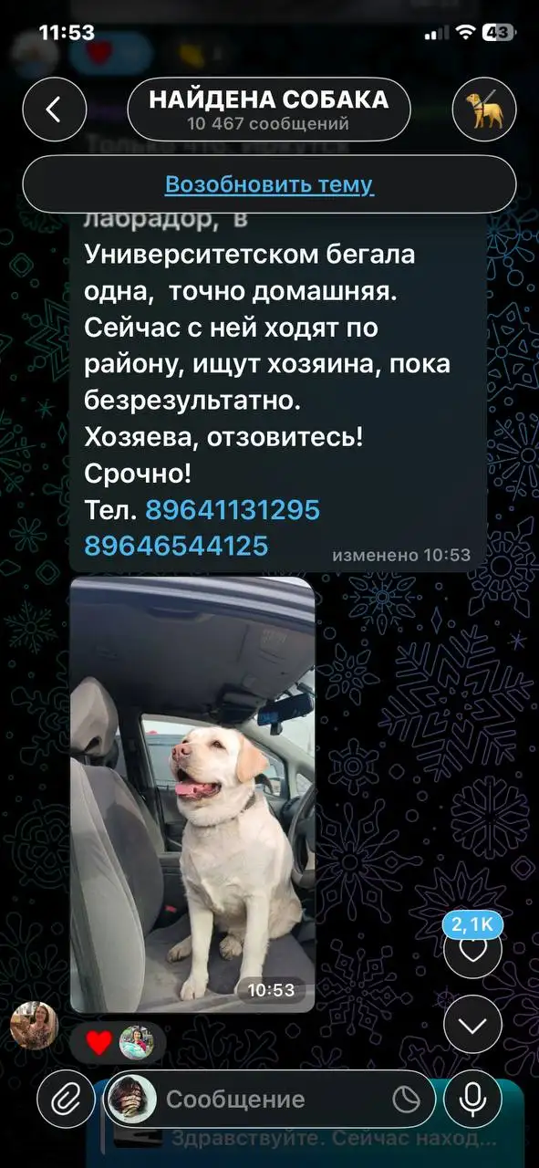 Потеряшка Иркутск - Животные в Иркутск