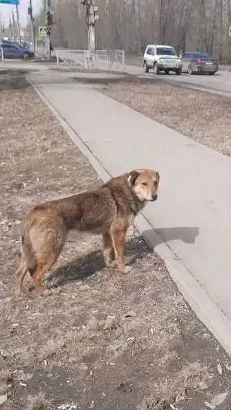 Найдена собака в Иркутске - Собаки (Животные) в Иркутск