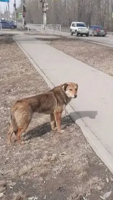 Найдена собака в Иркутске - Передержка/Потеряшки в Иркутск