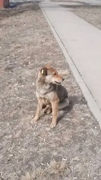 Найдена собака в Иркутске - Собаки (Животные) в Иркутск