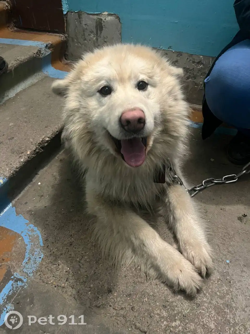 Найдена собачка в Чистых Ключах - Собаки (Животные) в Иркутск