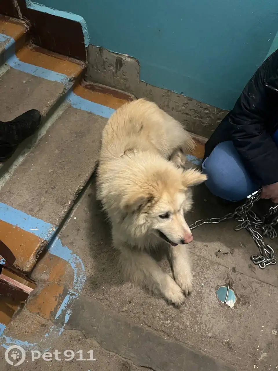 Найдена собачка в Чистых Ключах - Собаки (Животные) в Иркутск