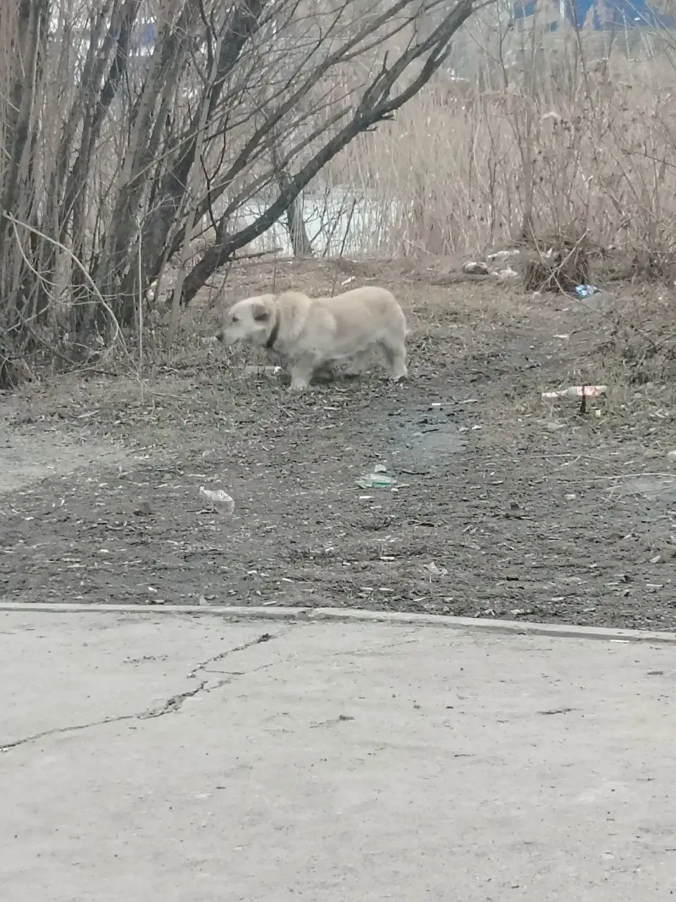 Коротколапик с ошейником на остановке Узловая - Животные в Иркутск