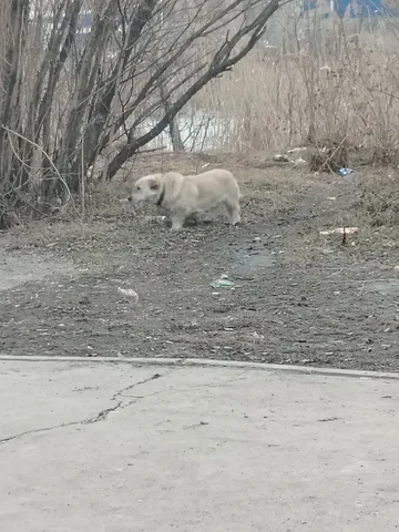 Коротколапик с ошейником на остановке Узловая - Передержка/Потеряшки в Иркутск