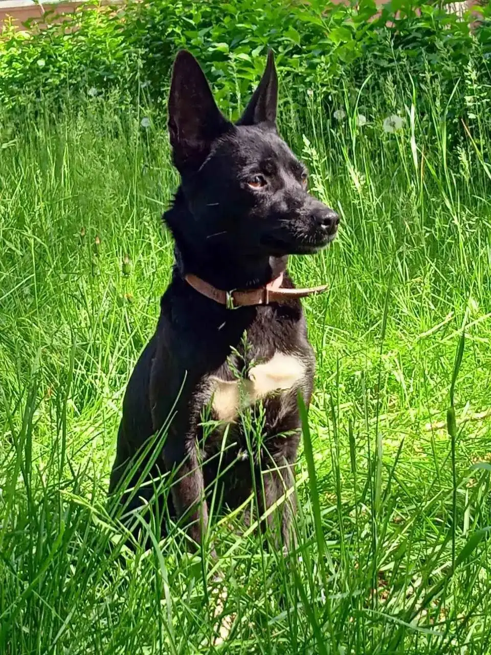 Потерялась черно-белая собака Джессика в Иркутске - Потерянные животные (Животные) в Иркутск