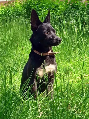 Потерялась черно-белая собака Джессика в Иркутске - Передержка/Потеряшки в Иркутск